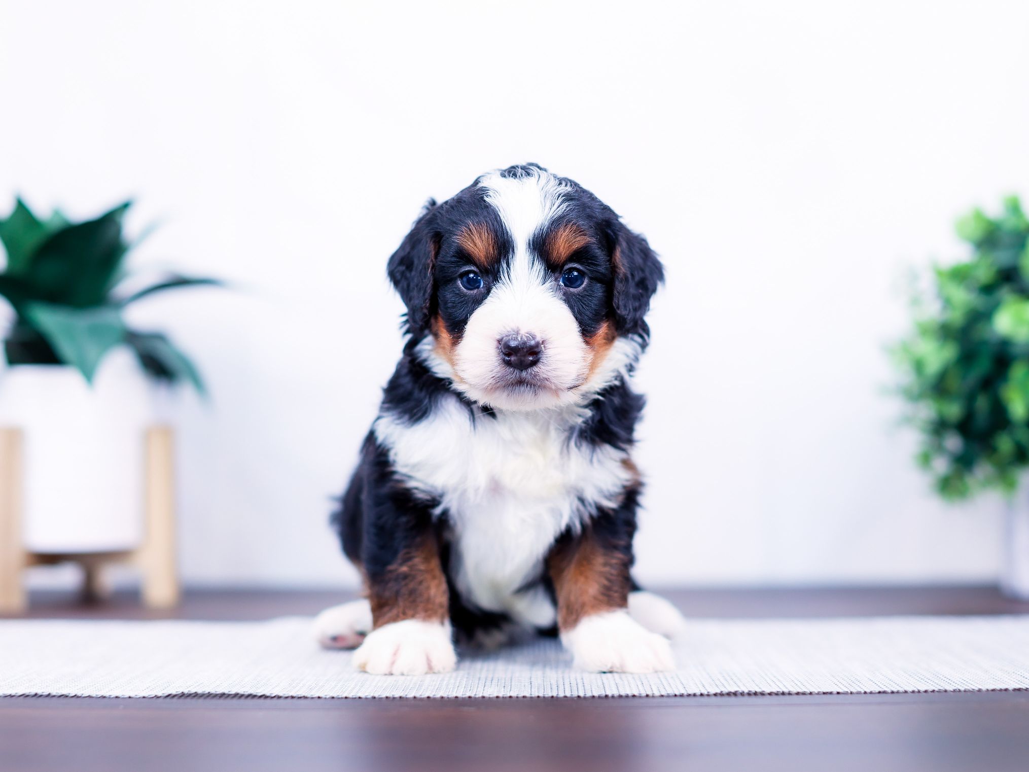 briggs Briggs the puppy