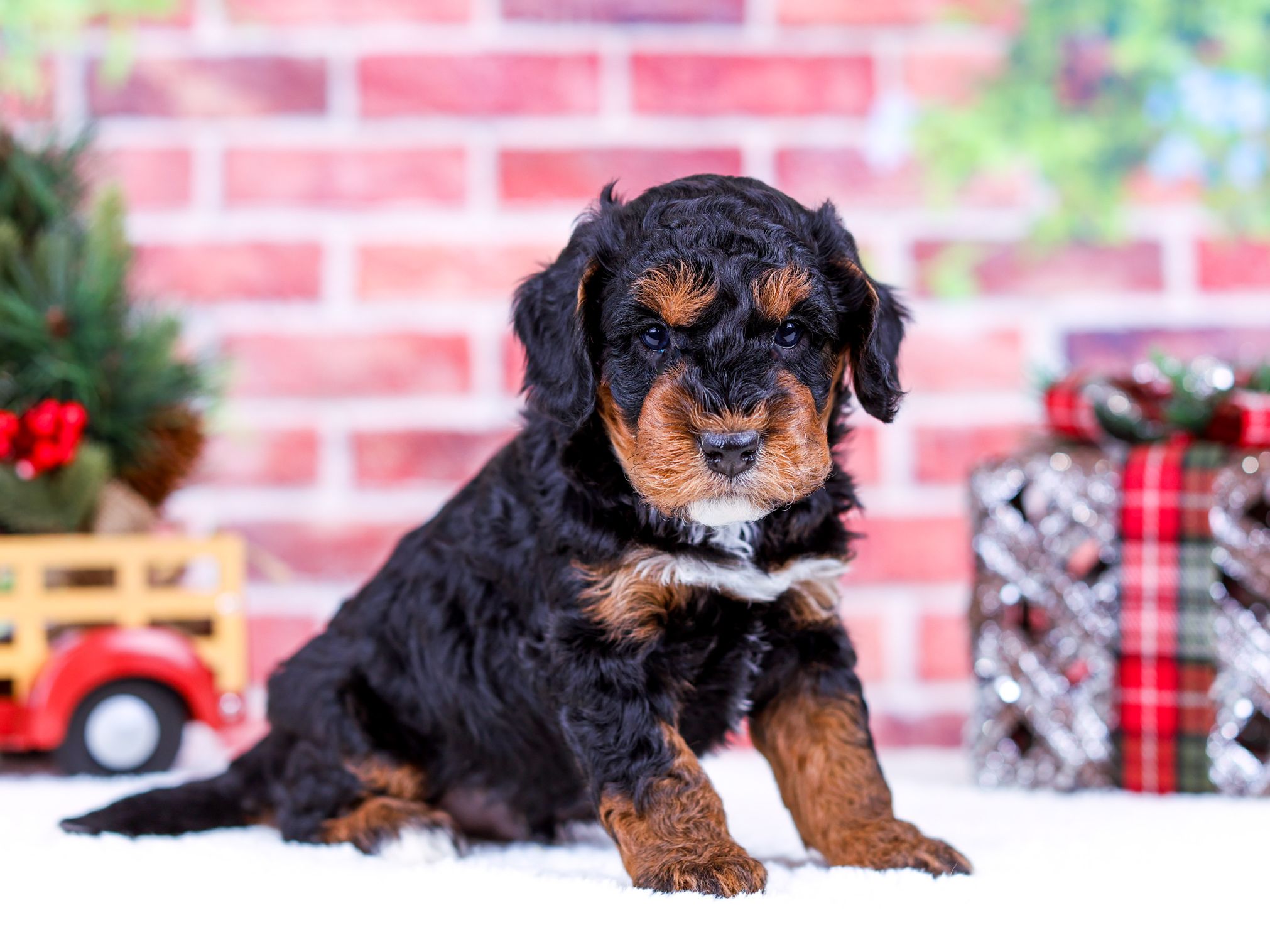 Bernedoodle for sale