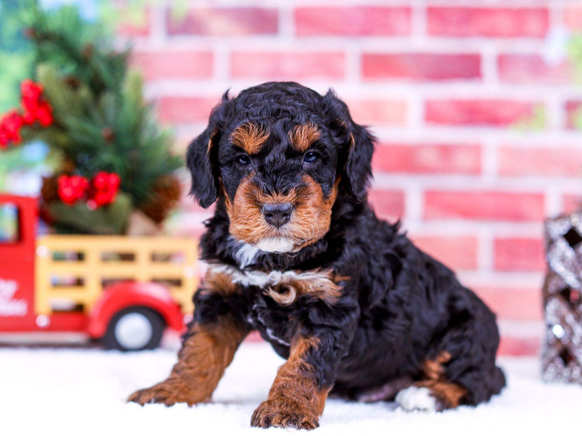 Bernedoodle for sale