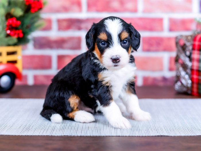 Bernedoodle puppy