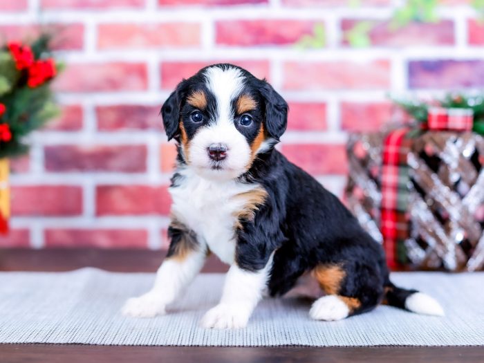 Bernedoodle puppy