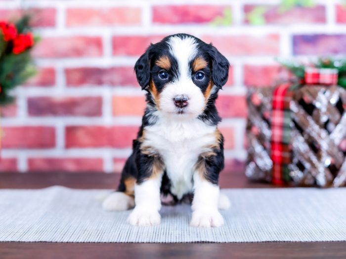 Bernedoodle puppy