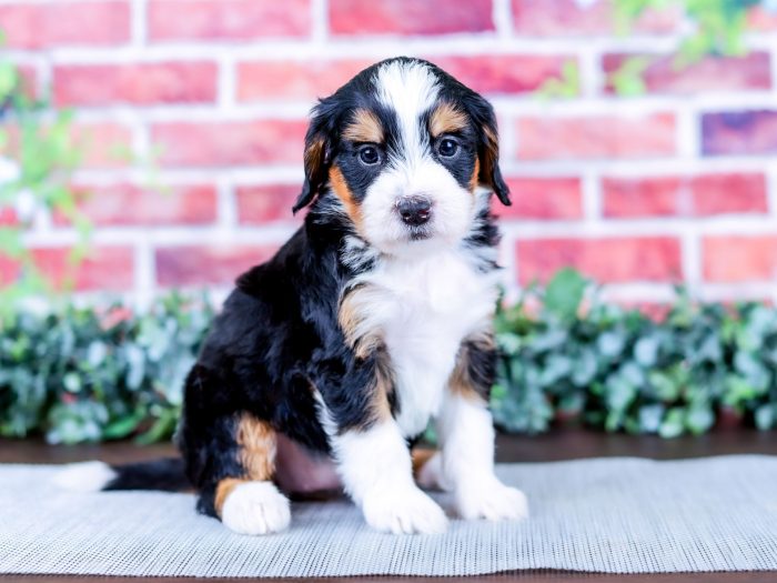 Bernedoodle puppy
