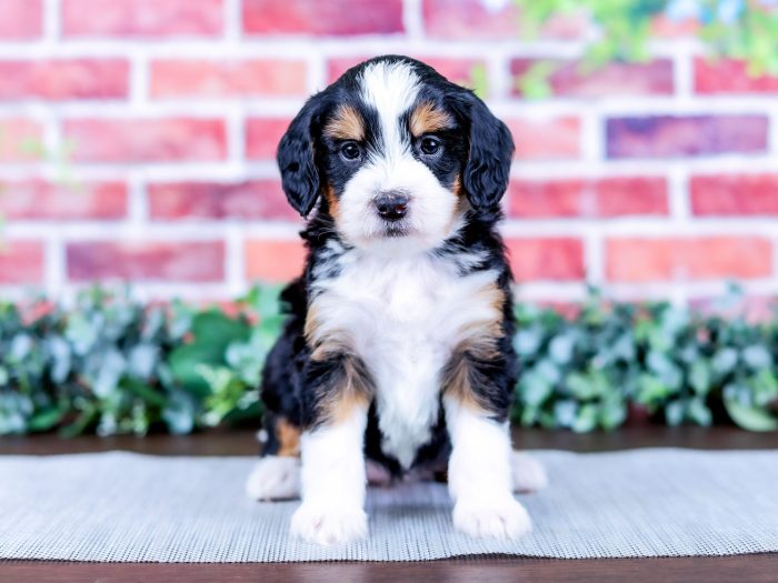 Bernedoodle puppy