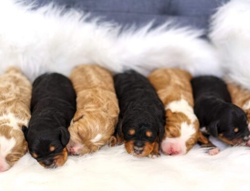 Goldendoodle and Bernedoodle puppies laying on a blanket