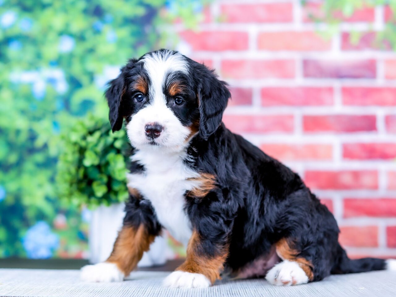 Mini Bernedoodle puppy