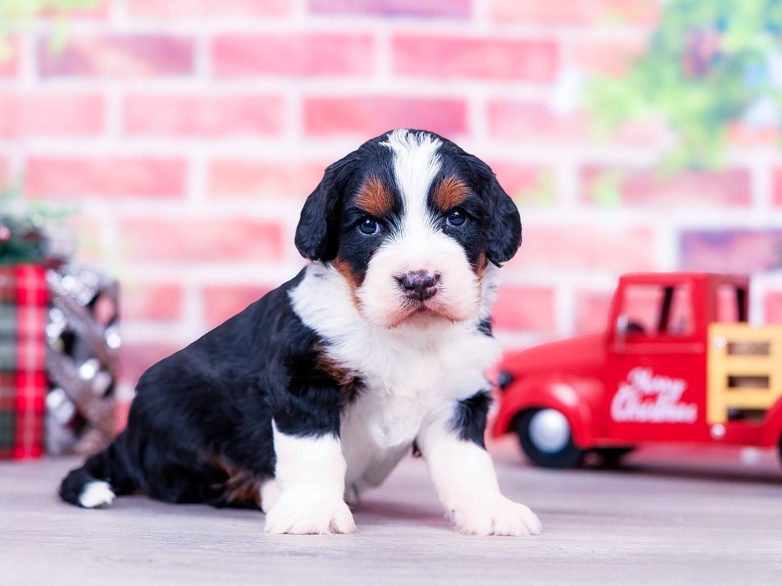 ceder Ceder the puppy