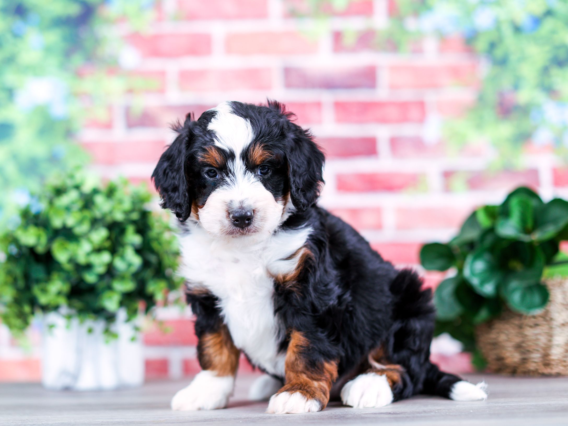 Tri-color Bernedoodles
