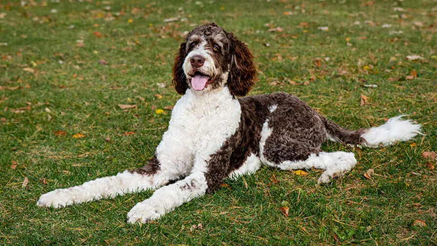 Chocolate Bernedoodle