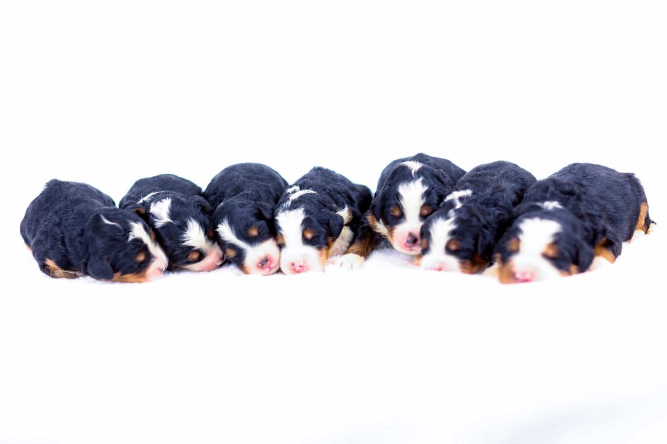 cindy-females-2026 cindy females 2026