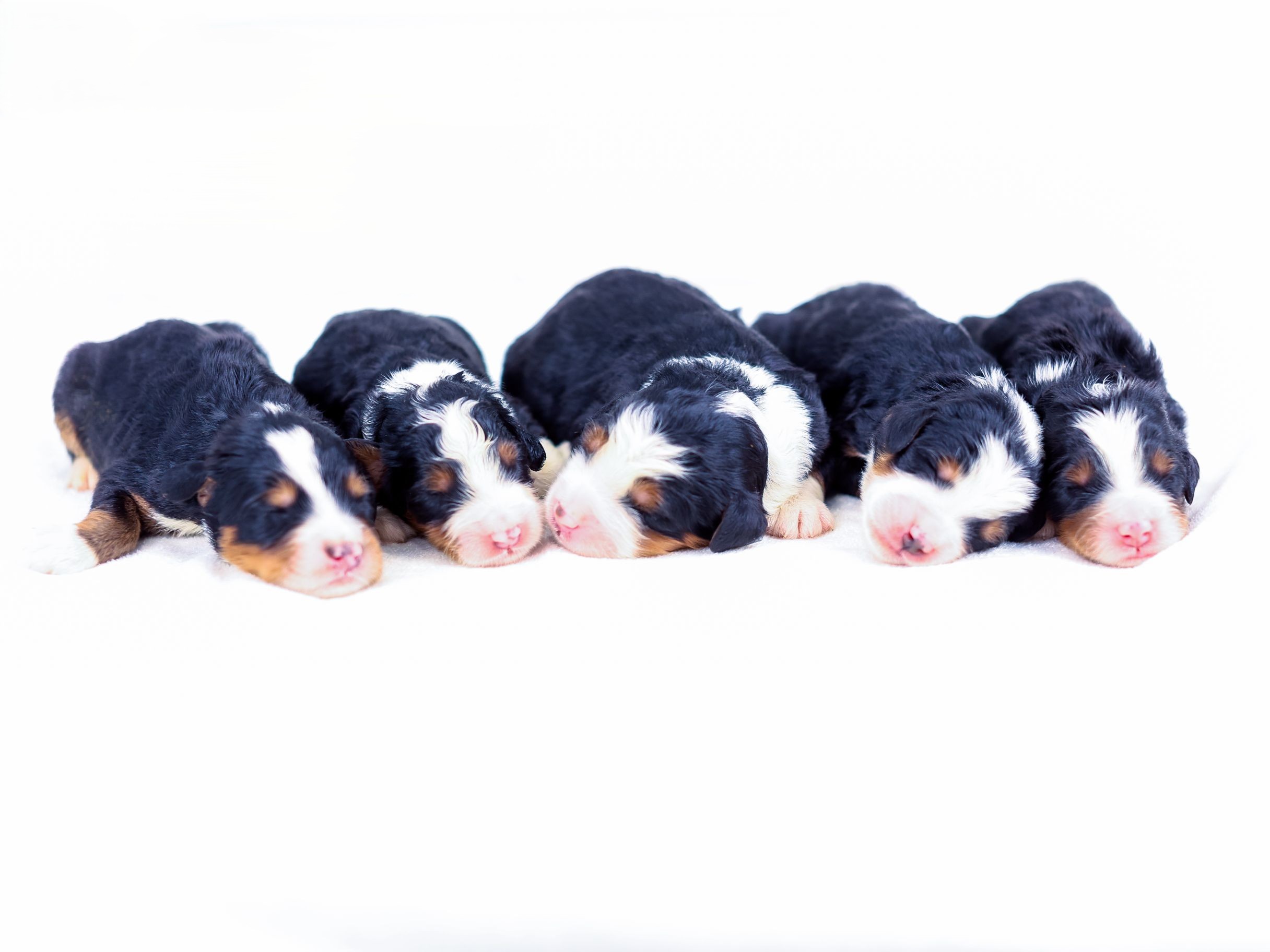 cindy-males-2026 cindy males 2026