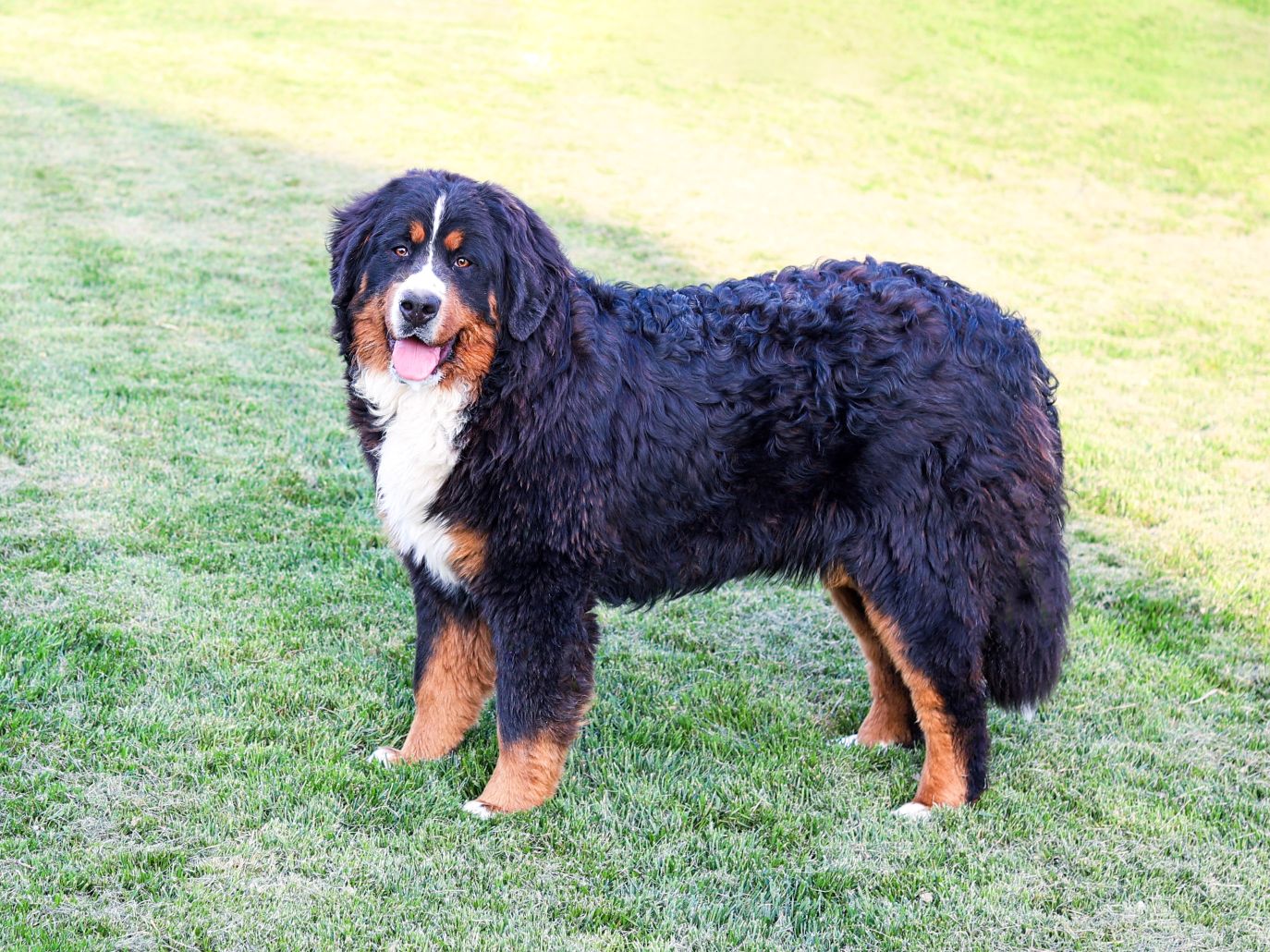 cindy-mother cindy mother