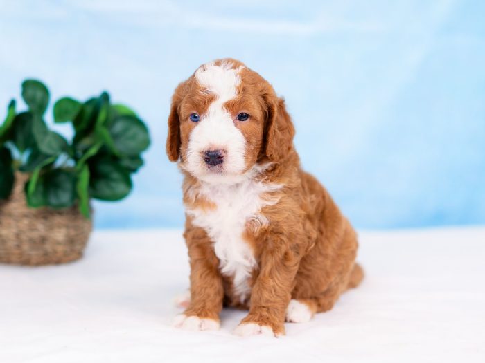 Cooper - Image 3
