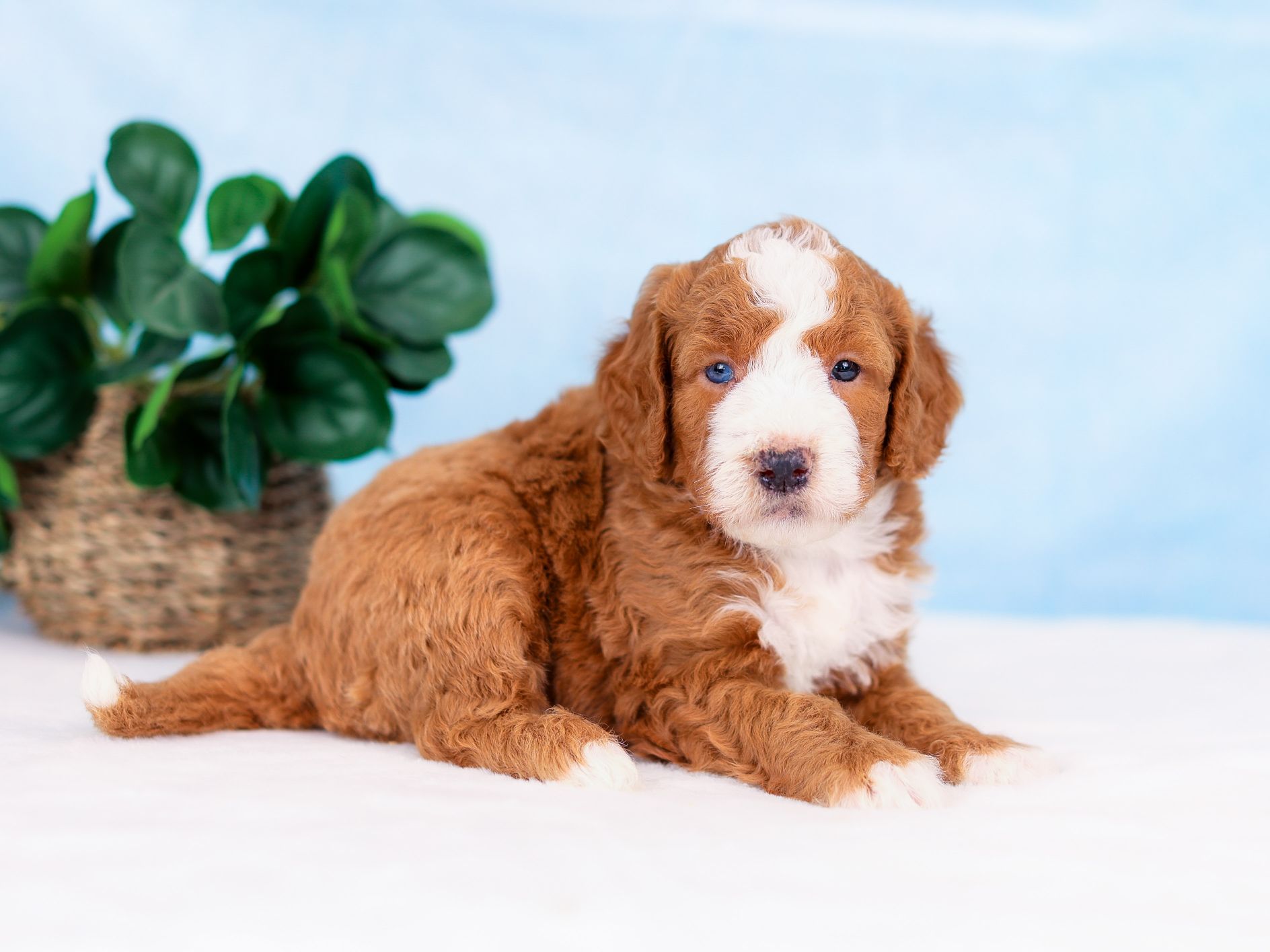Cooper the puppy
