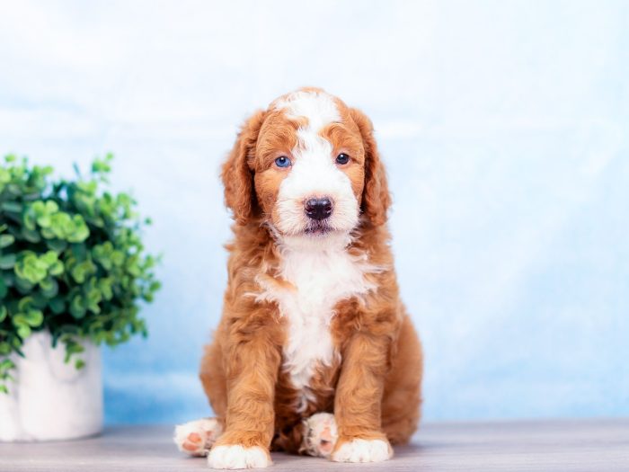 Cooper - Image 2
