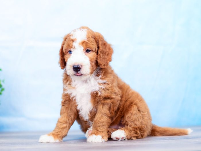 Cooper - Image 3