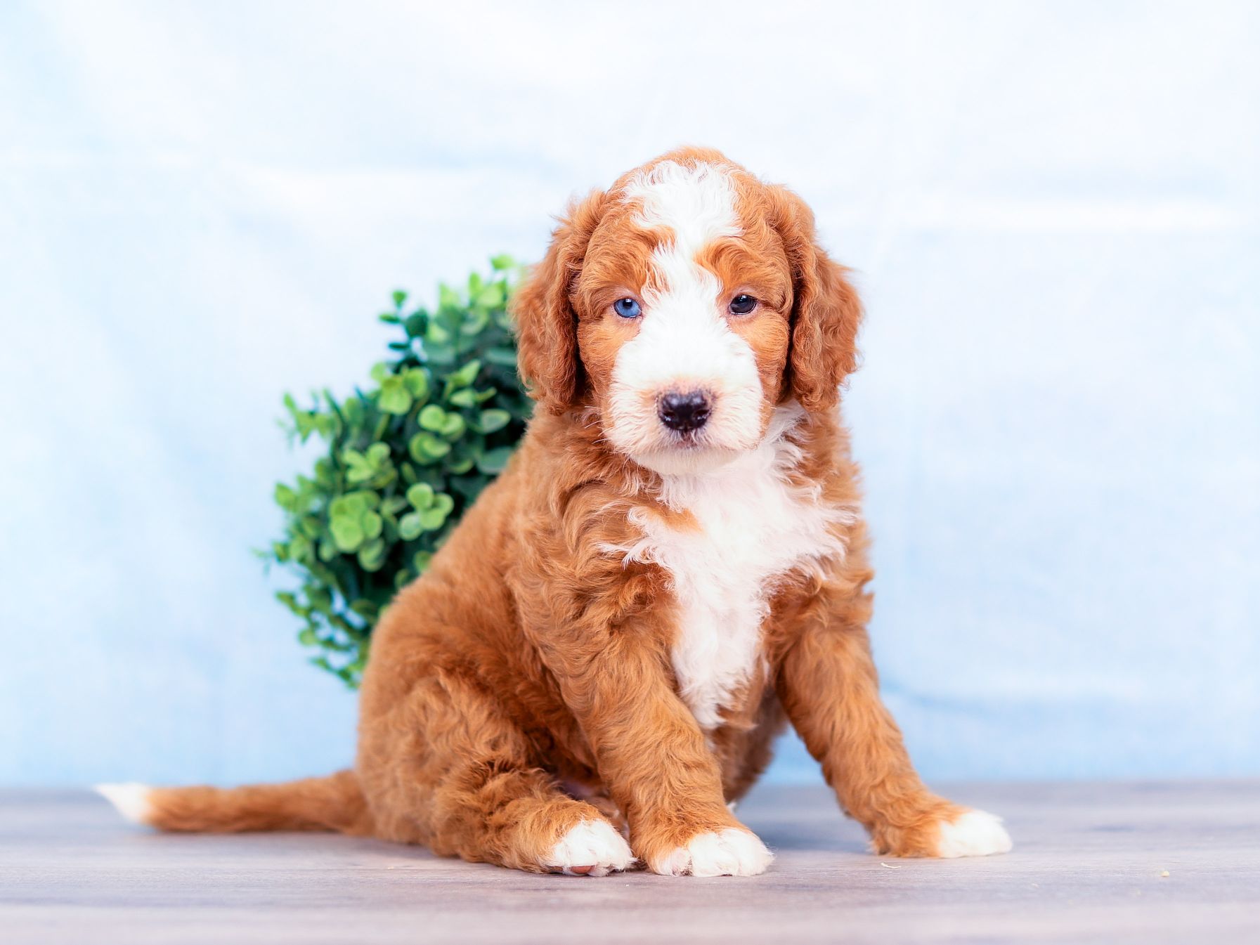 Cooper the puppy