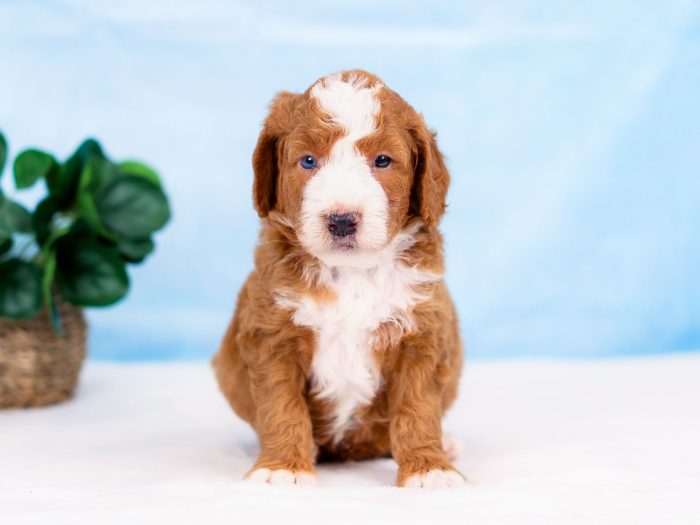 Cooper - Image 2
