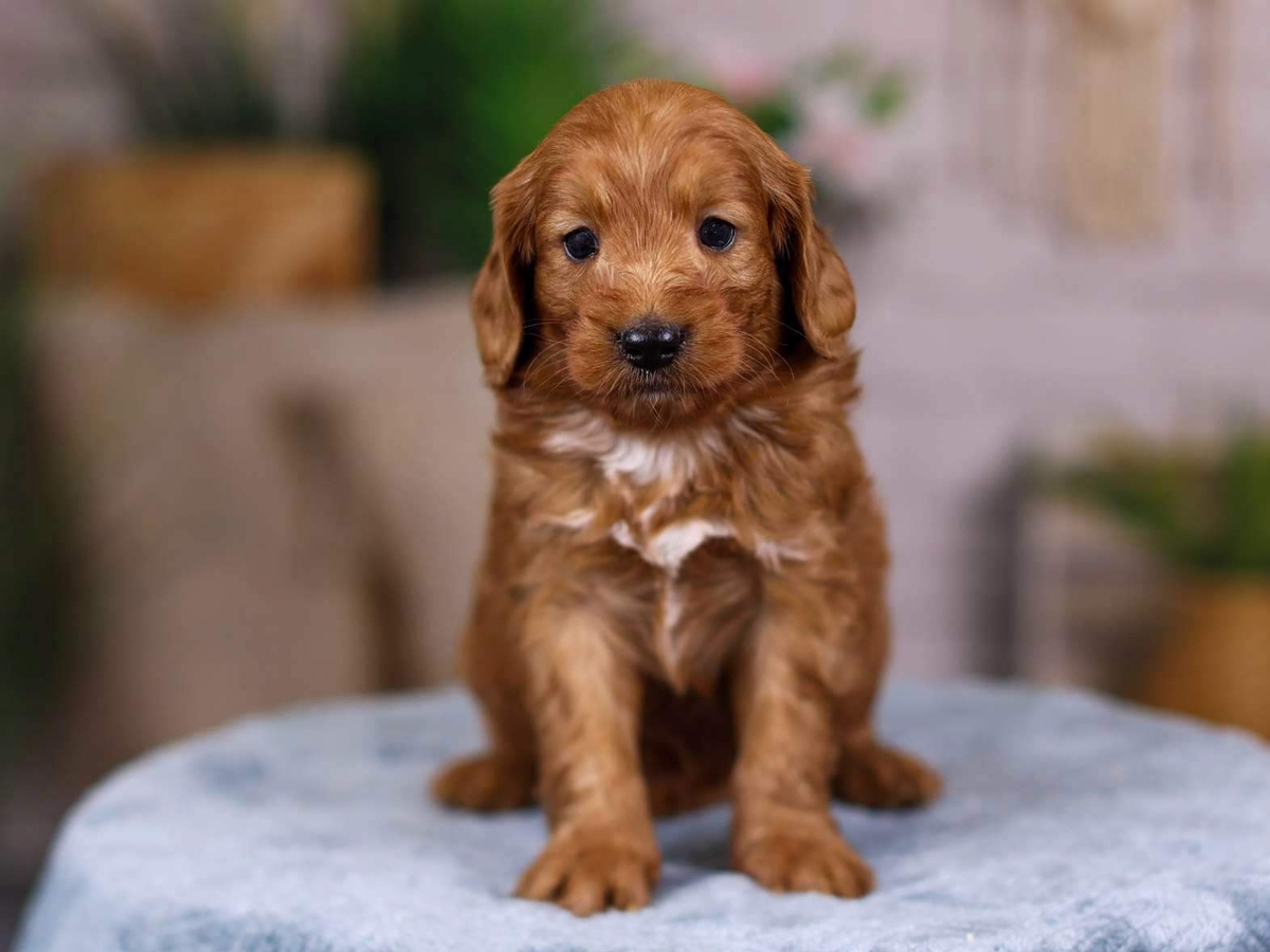 cruz mini goldendoodle puppy