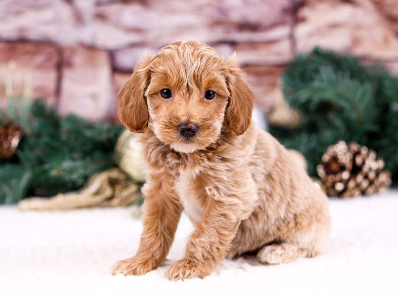 toy goldendoodle