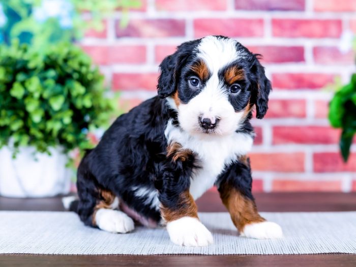 Bernedoodle Puppy