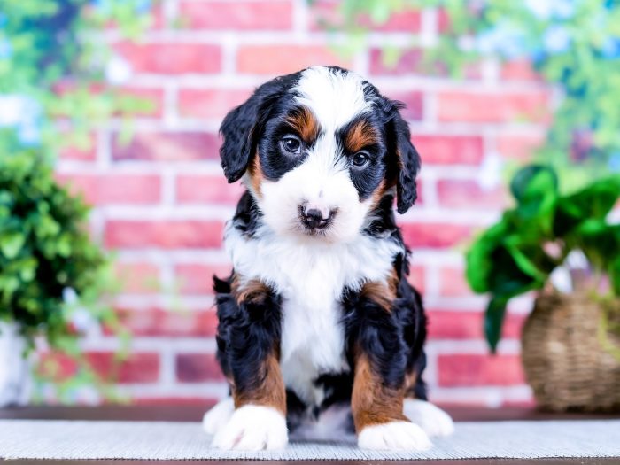 Bernedoodle Puppy