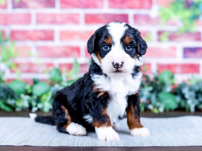 Bernedoodle puppy