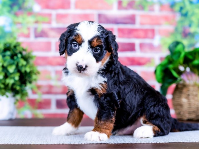 Bernedoodle Puppy