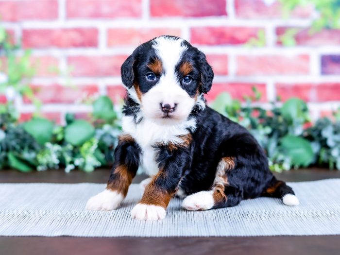 Bernedoodle puppy