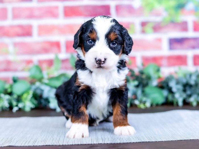 Bernedoodle puppy