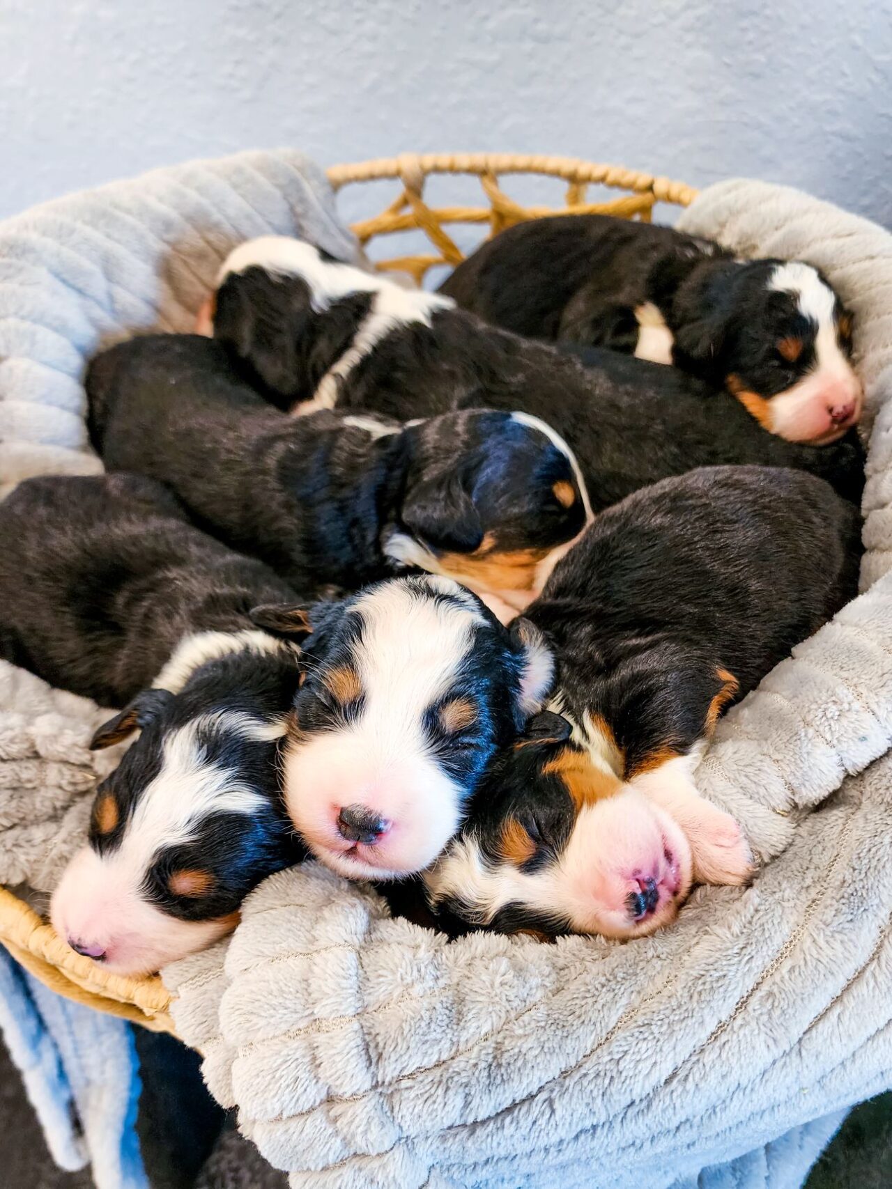 Mini Bernedoodle Puppies