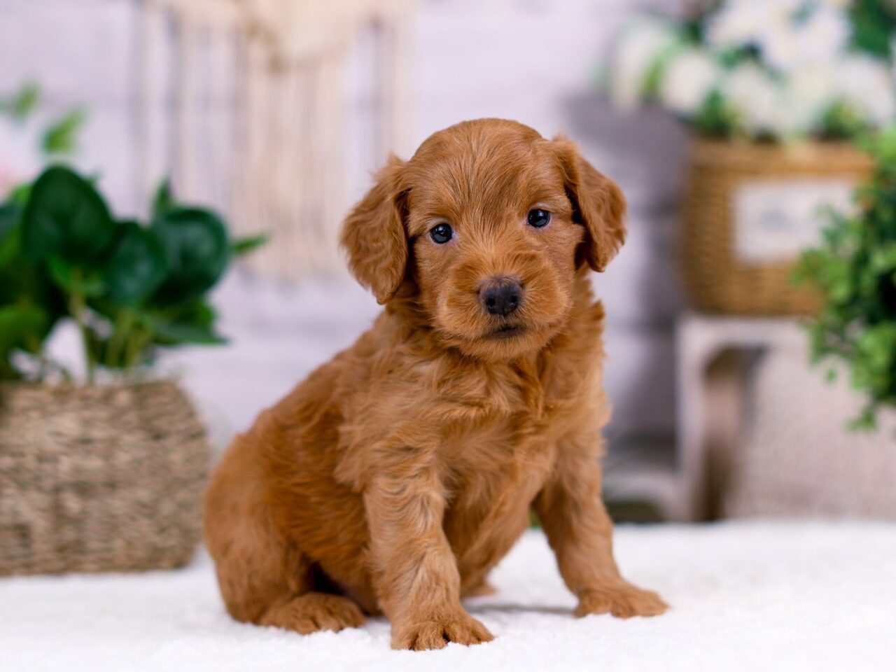 Mini Goldendoodle Puppy