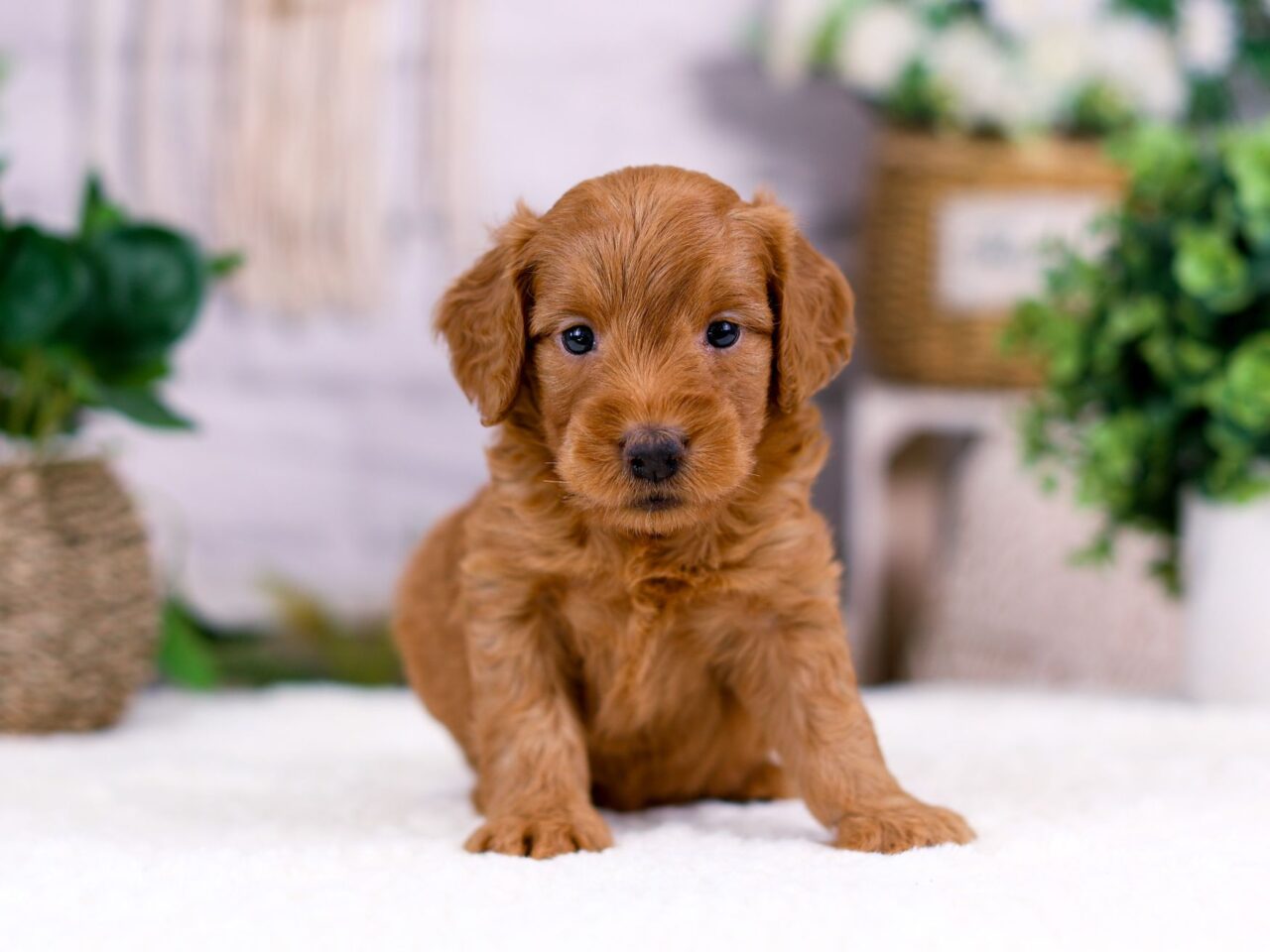 Mini Goldendoodle Puppy