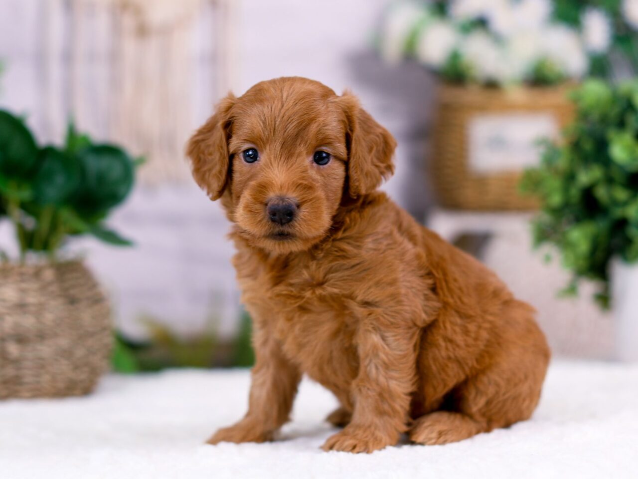 Mini Goldendoodle Puppy