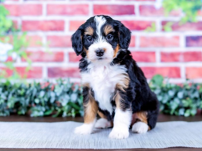 Bernedoodle puppy
