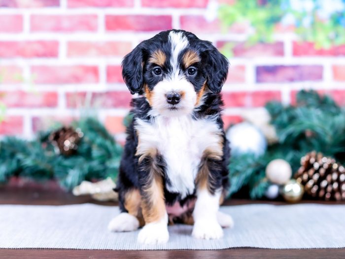 Bernedoodle puppy
