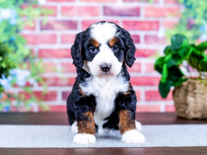 Bernedoodle Puppy