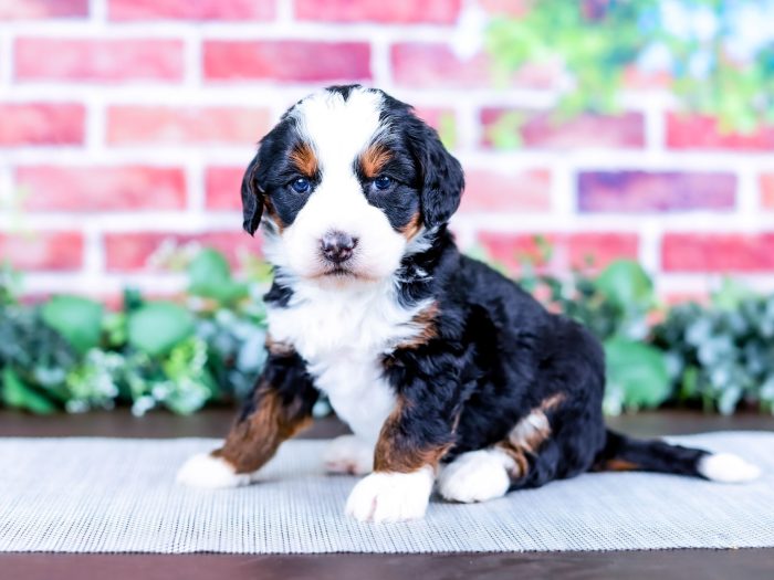 Bernedoodle puppy