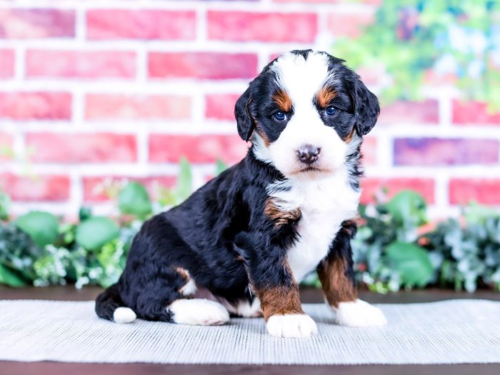 Bernedoodle puppy