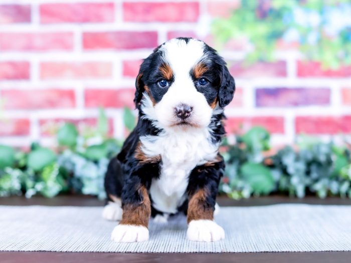 Bernedoodle puppy