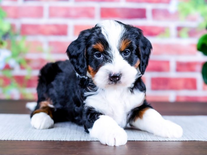 Bernedoodle Puppy