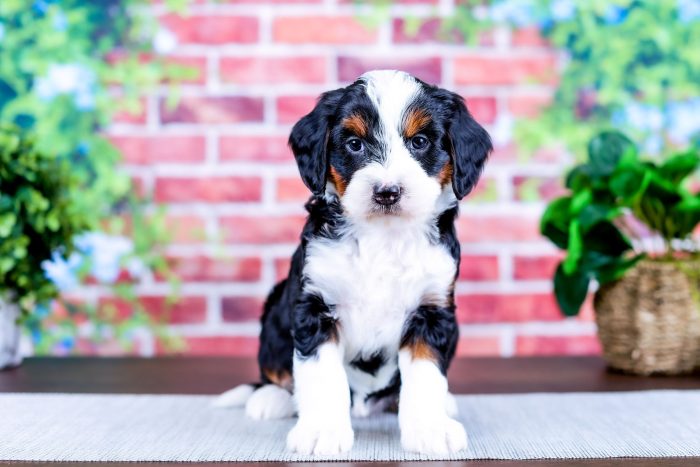 Bernedoodle Puppy