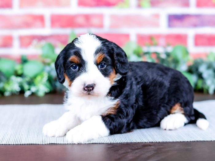 Bernedoodle puppy