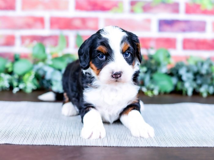 Bernedoodle puppy