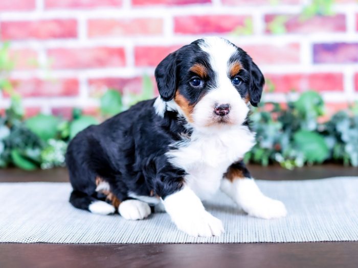 Bernedoodle puppy