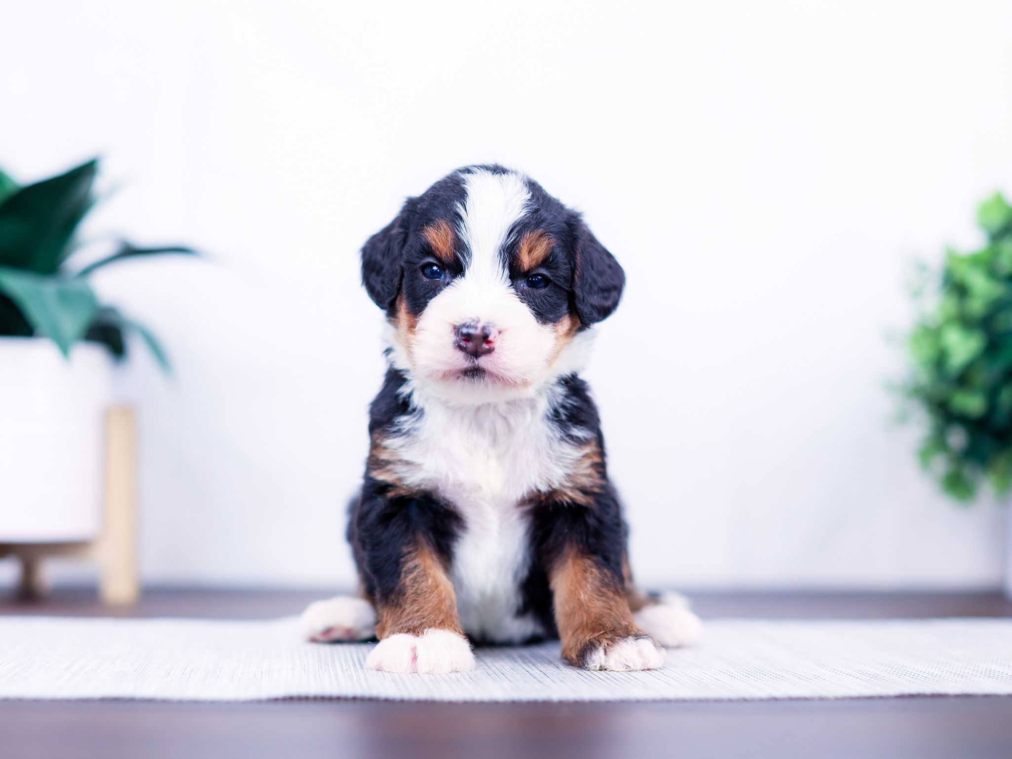 duke (2) Duke the puppy