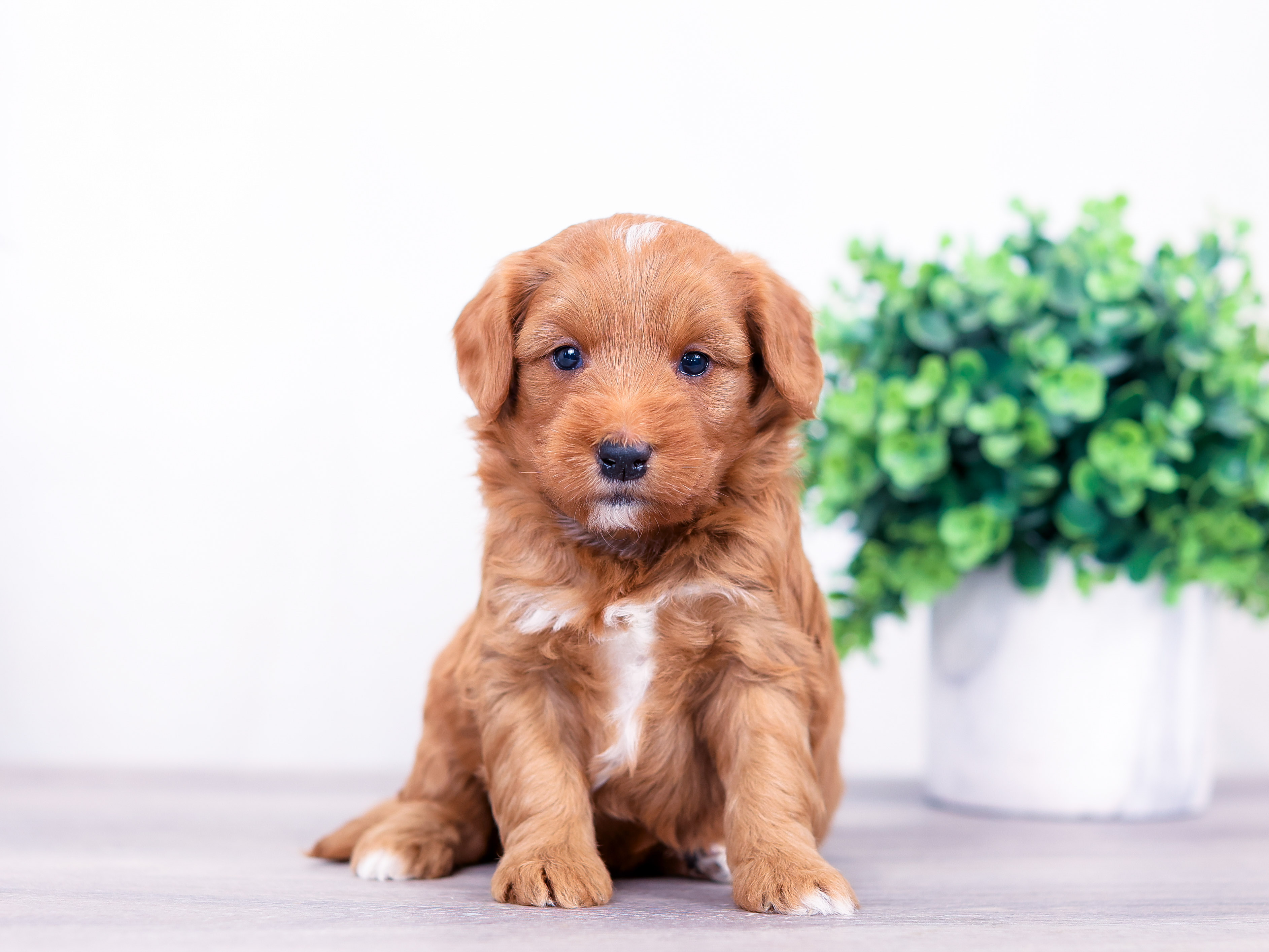 echo (2) Echo the puppy