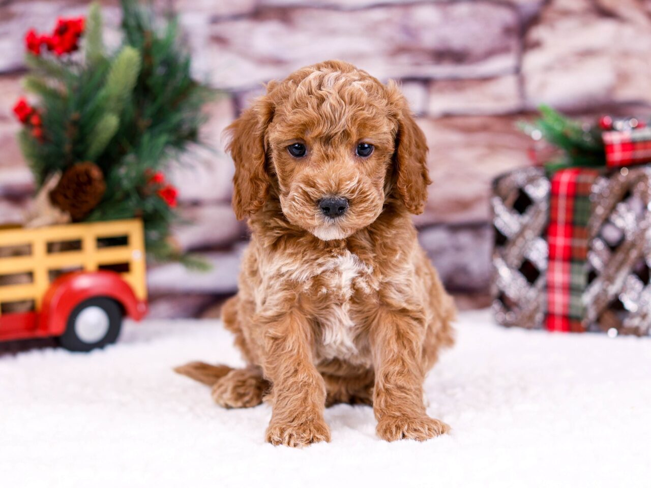 tiny goldendoodle