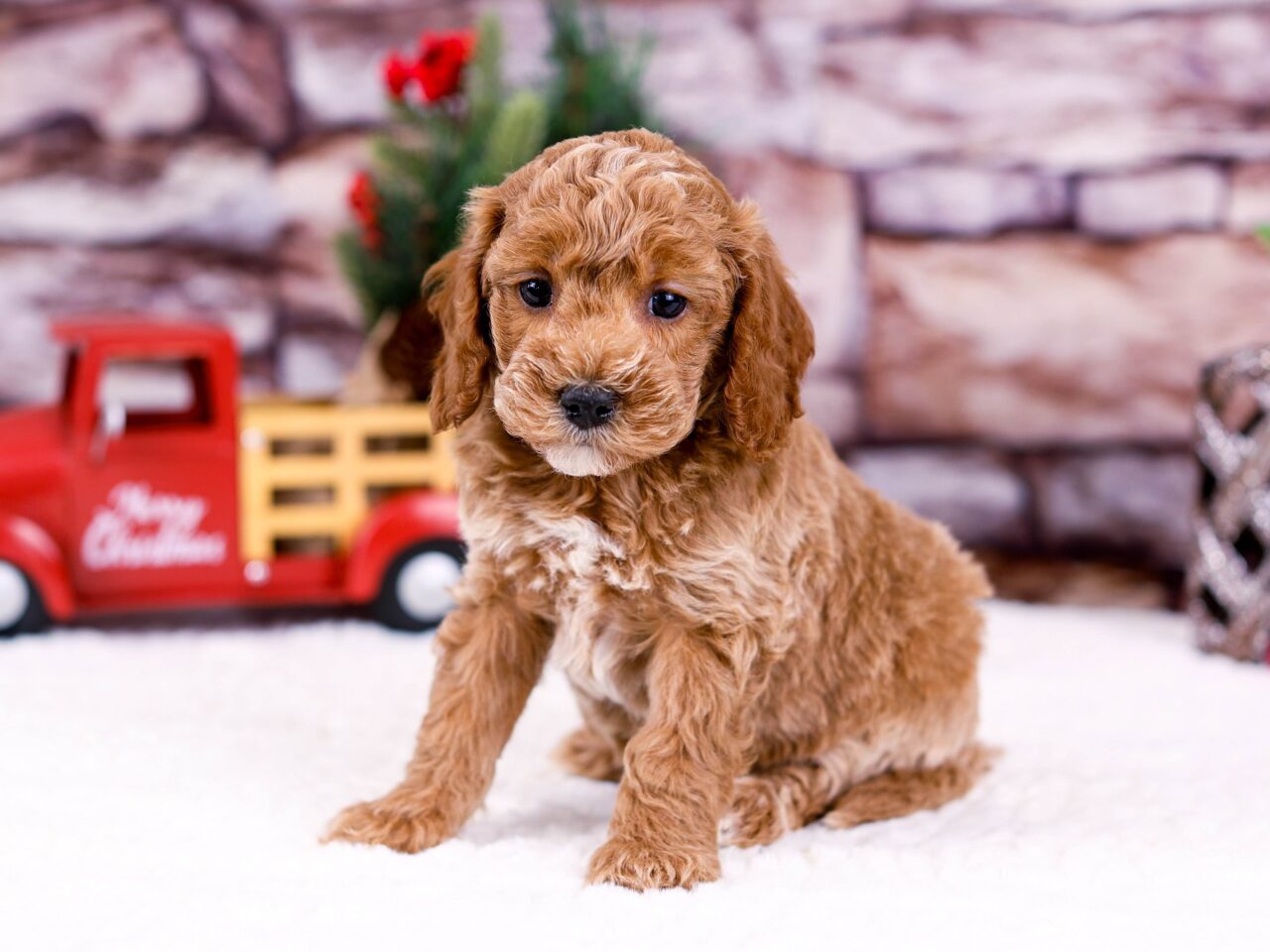 tiny goldendoodle