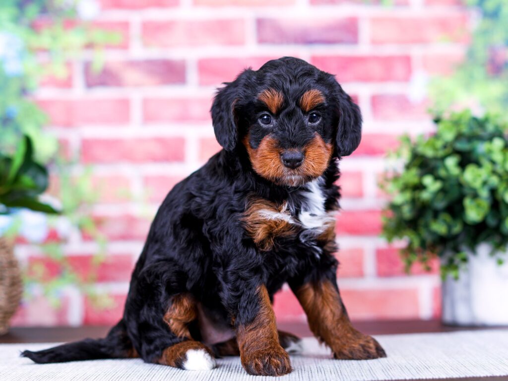 Mini Bernedoodle puppy